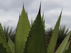 Agave lyobaa