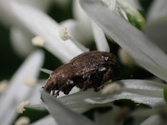 Tropiphorus elevatus
