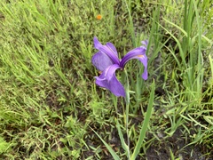 Iris tridentata