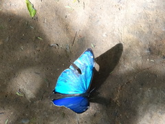 Morpho aega aega