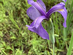 Iris tridentata