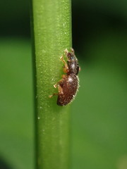 Barypeithes pellucidus