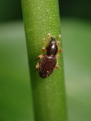 Barypeithes pellucidus