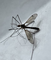 Nephrotoma flavipalpis