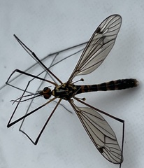 Nephrotoma flavipalpis