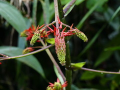 Pitcairnia commixta