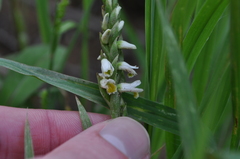Spiranthes lucida