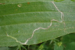 Phytomyza plantaginis