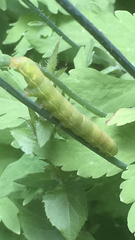 Phlogophora meticulosa