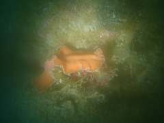 Yungia aurantiaca