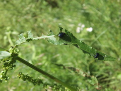 Gastrophysa atrocyanea