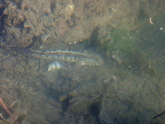 Gobius ophiocephalus