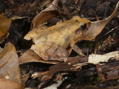 Craugastor underwoodi