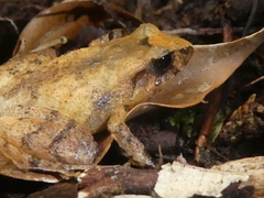 Craugastor underwoodi