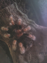 Brachypelma boehmei