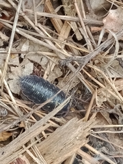 Porcellio glaberrimus