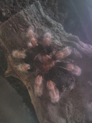 Brachypelma boehmei