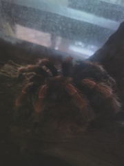 Brachypelma boehmei