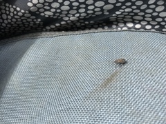 Polydrusus pilosus