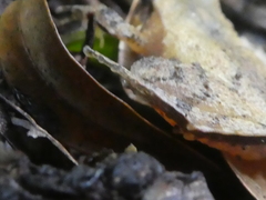 Craugastor underwoodi