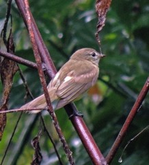 Myiopagis viridicata
