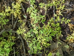 Erigenia bulbosa