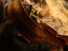 Craugastor underwoodi