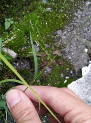 Eragrostis ferruginea