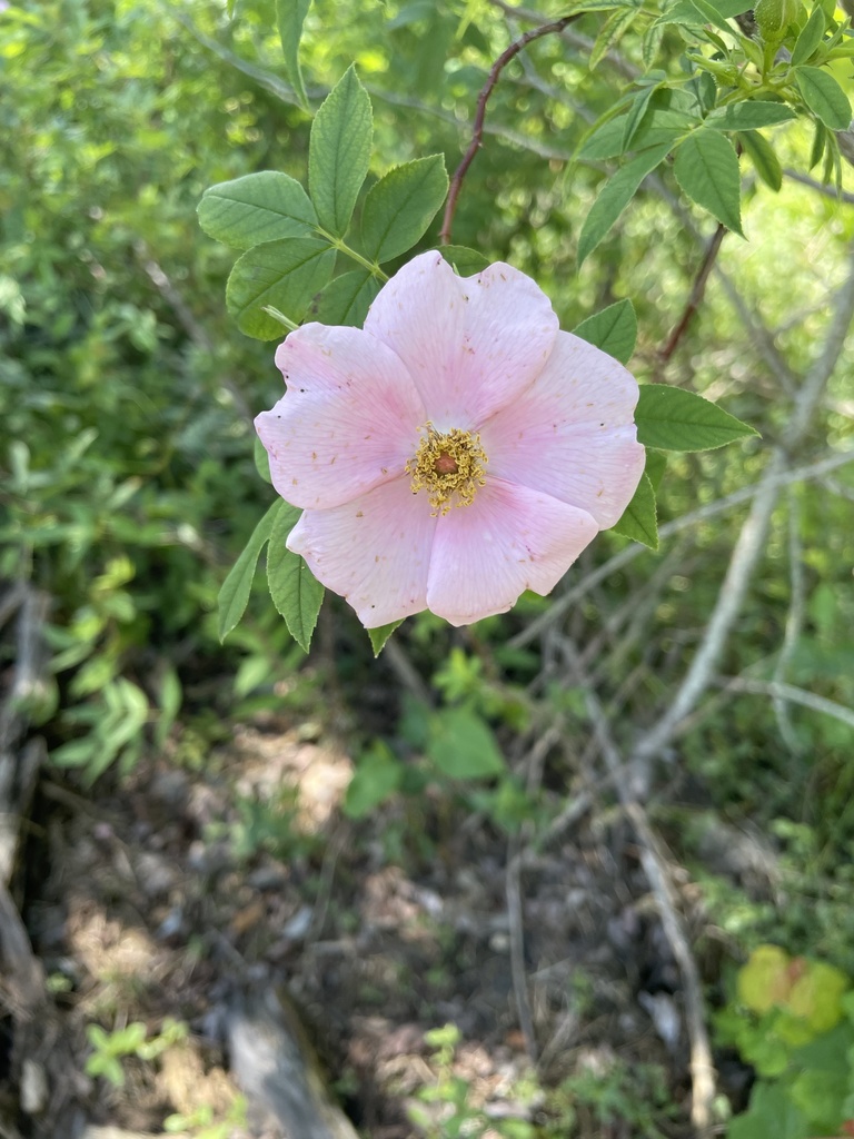 roses from Wharf Landing Dr, Edenton, NC, US on May 28, 2022 at 0316