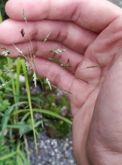 Eragrostis ferruginea