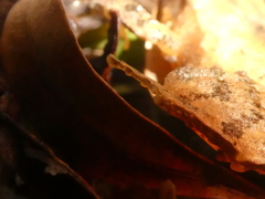 Craugastor underwoodi