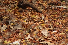 Aspidoscelis angusticeps