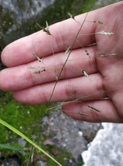 Eragrostis ferruginea
