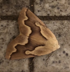 Sabulodes edwardsata