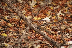 Aspidoscelis angusticeps