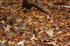 Aspidoscelis angusticeps