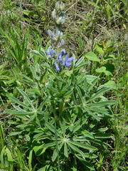 Lupinus sericeus