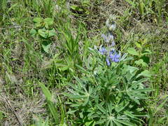 Lupinus sericeus