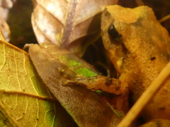 Craugastor underwoodi