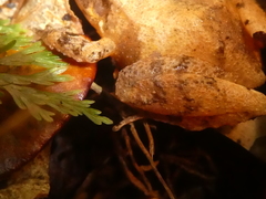 Craugastor underwoodi