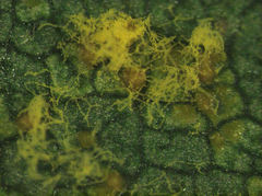 Melampsoridium betulinum