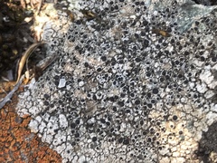 Rinodina