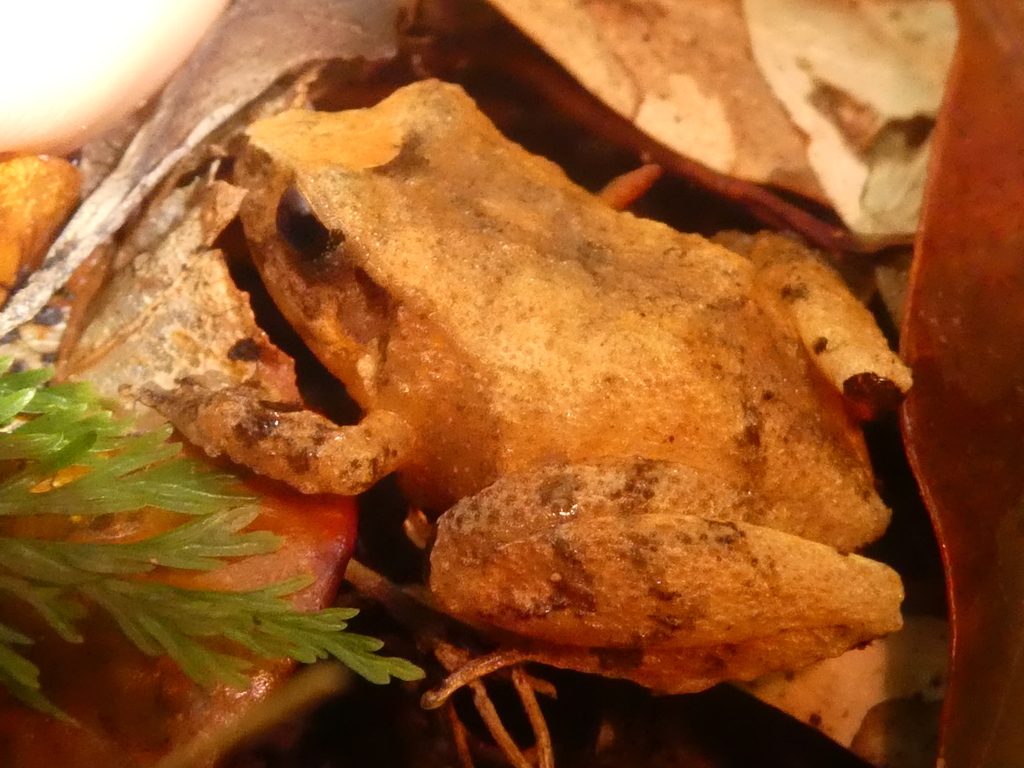 Underwood's Litter Frog