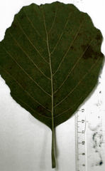 Melampsoridium betulinum
