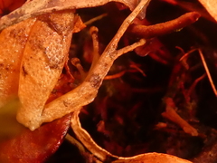 Craugastor underwoodi