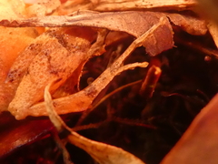 Craugastor underwoodi