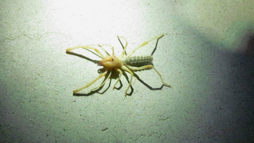 iNaturalist observation photo of Eremocosta