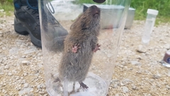 Microtus agrestis