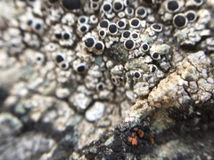 Rinodina