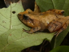 Craugastor underwoodi